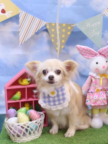 20240303チャッピーちゃん